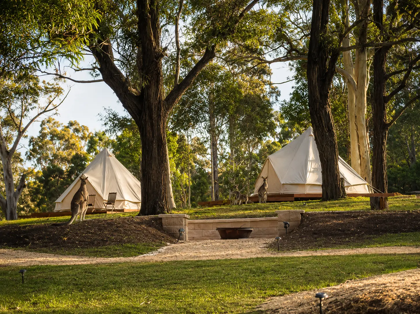 Two bell tents on timber decks with a kangaroo in the foreground at Adeline Estate