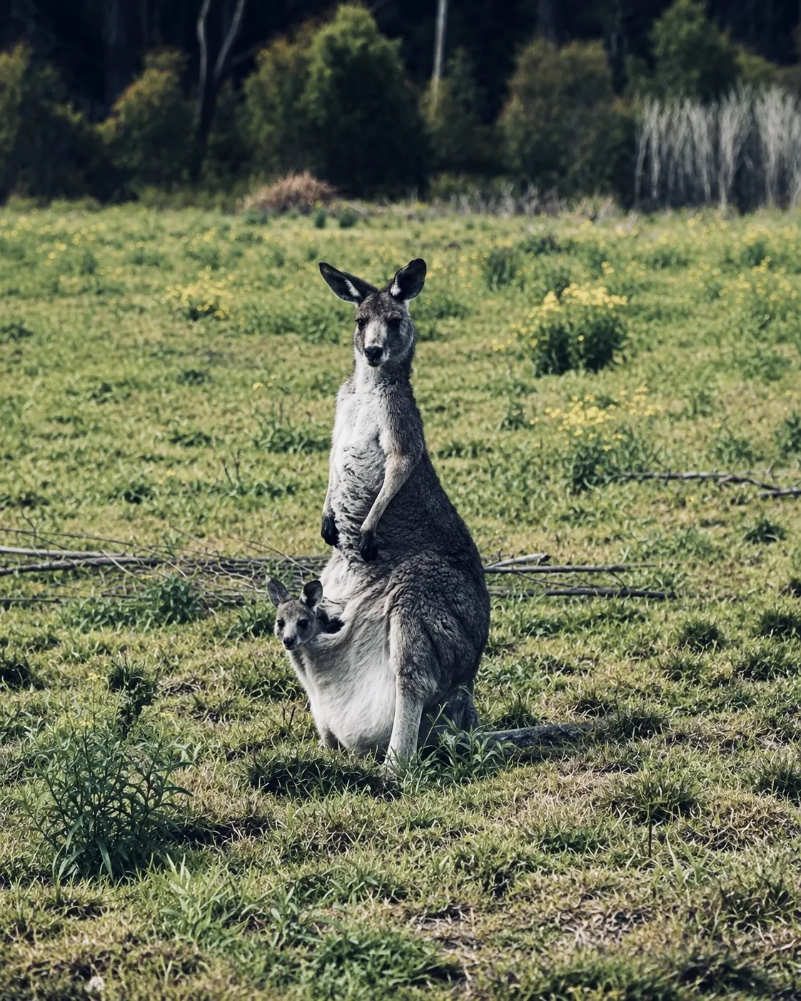 Eastern grey kangaroo standing in long paddock grass with a joey's head poking out of her pouch at Adeline Estate