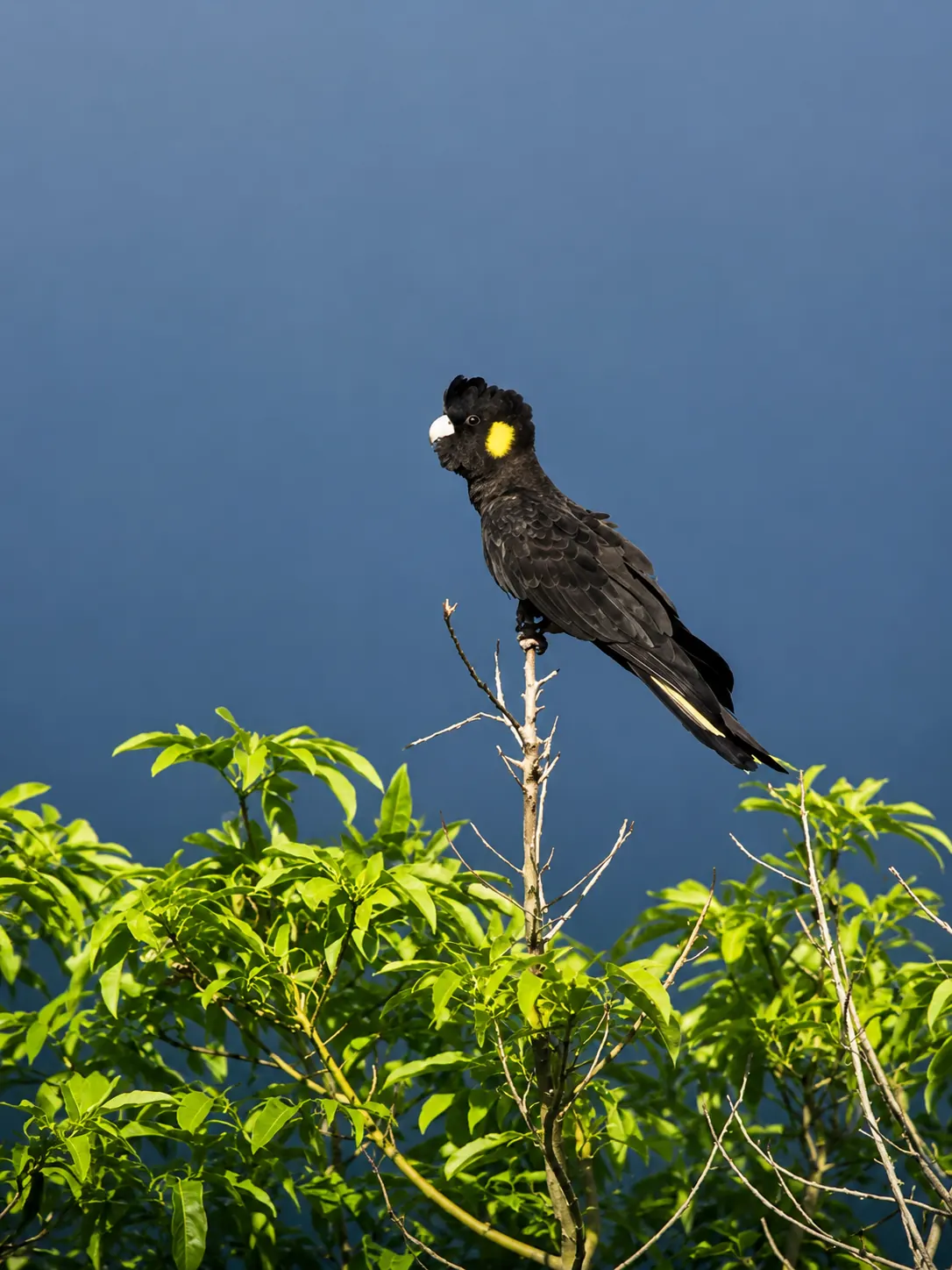 Yellow-tailed black cockatoo perched high in a eucalypt on the bushland edge of Adeline Estate