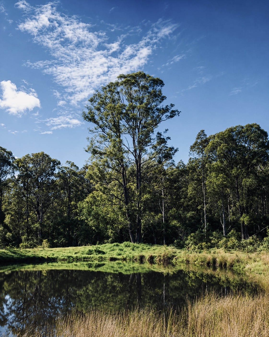 Gum trees reflected in the still water of the dam