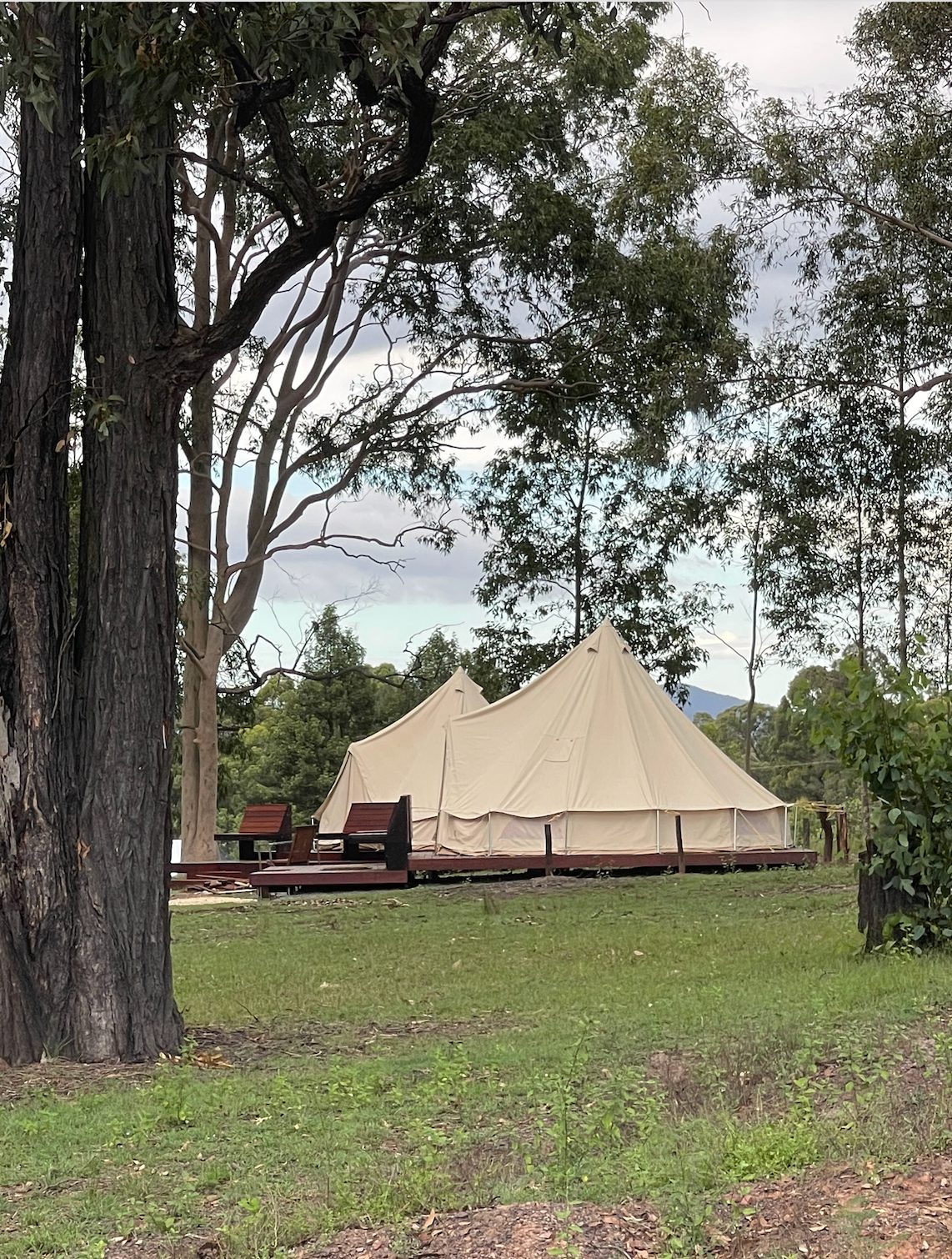 Styled glamping bell tents on timber decks in the paddock