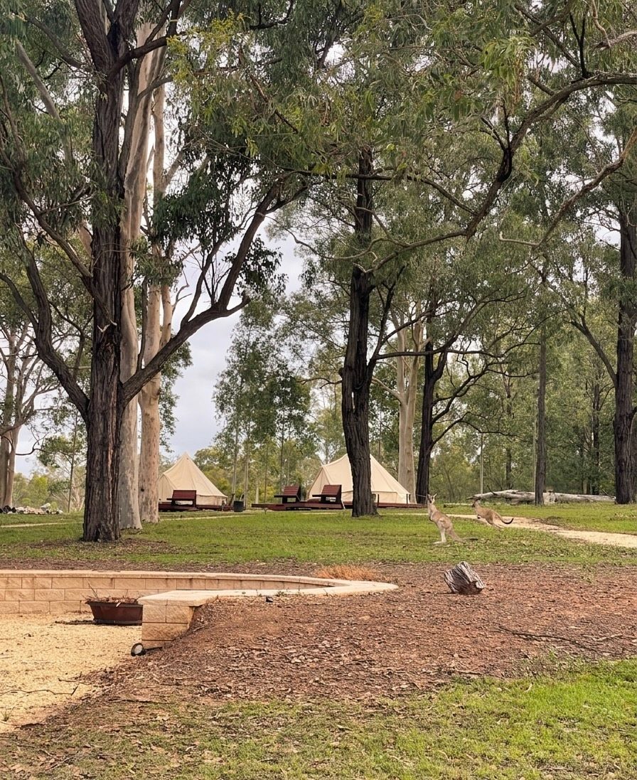 Glamping bell tents in the paddock with kangaroos grazing