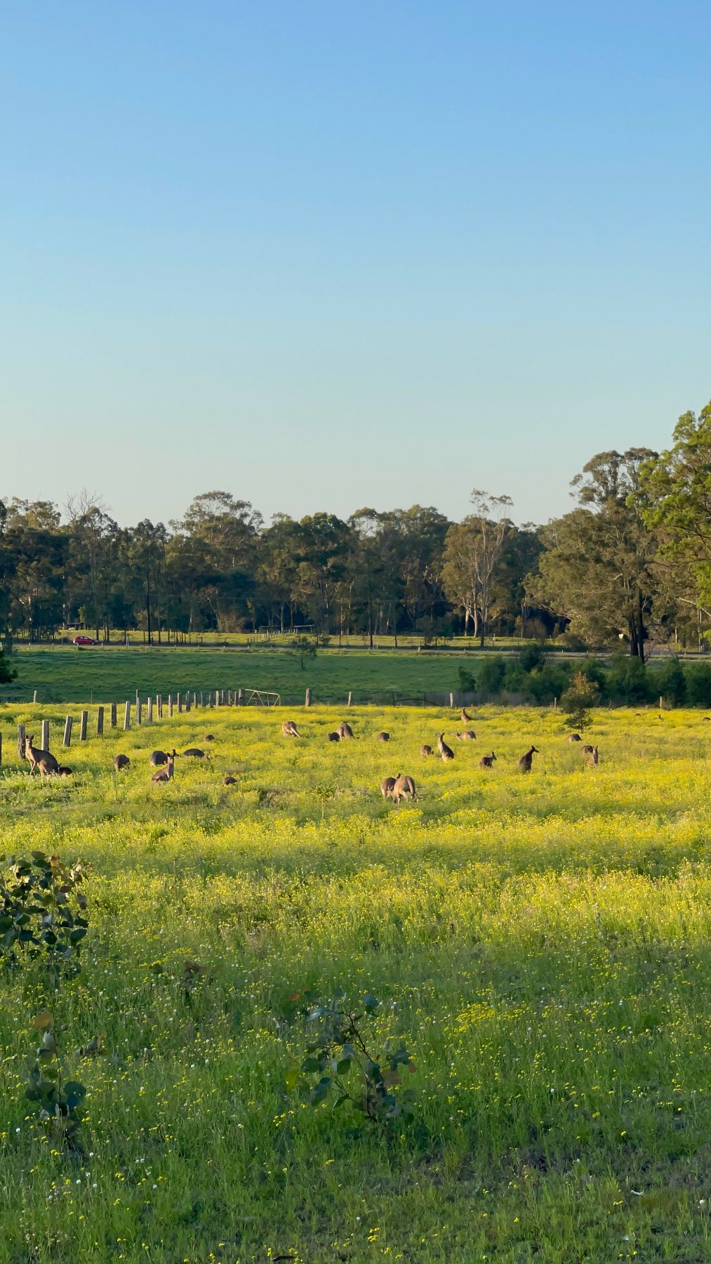 A mob of kangaroos grazing among wildflowers in the paddock
