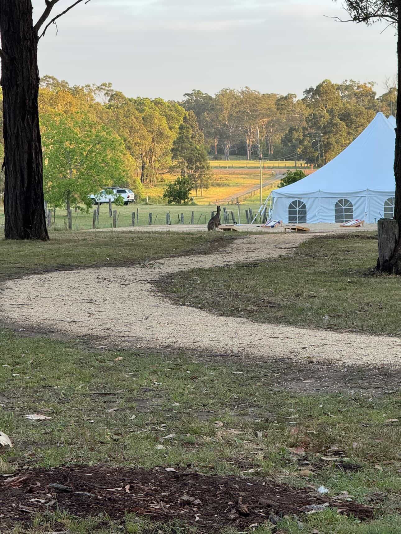 A marquee in the paddock at golden hour with kangaroos grazing nearby