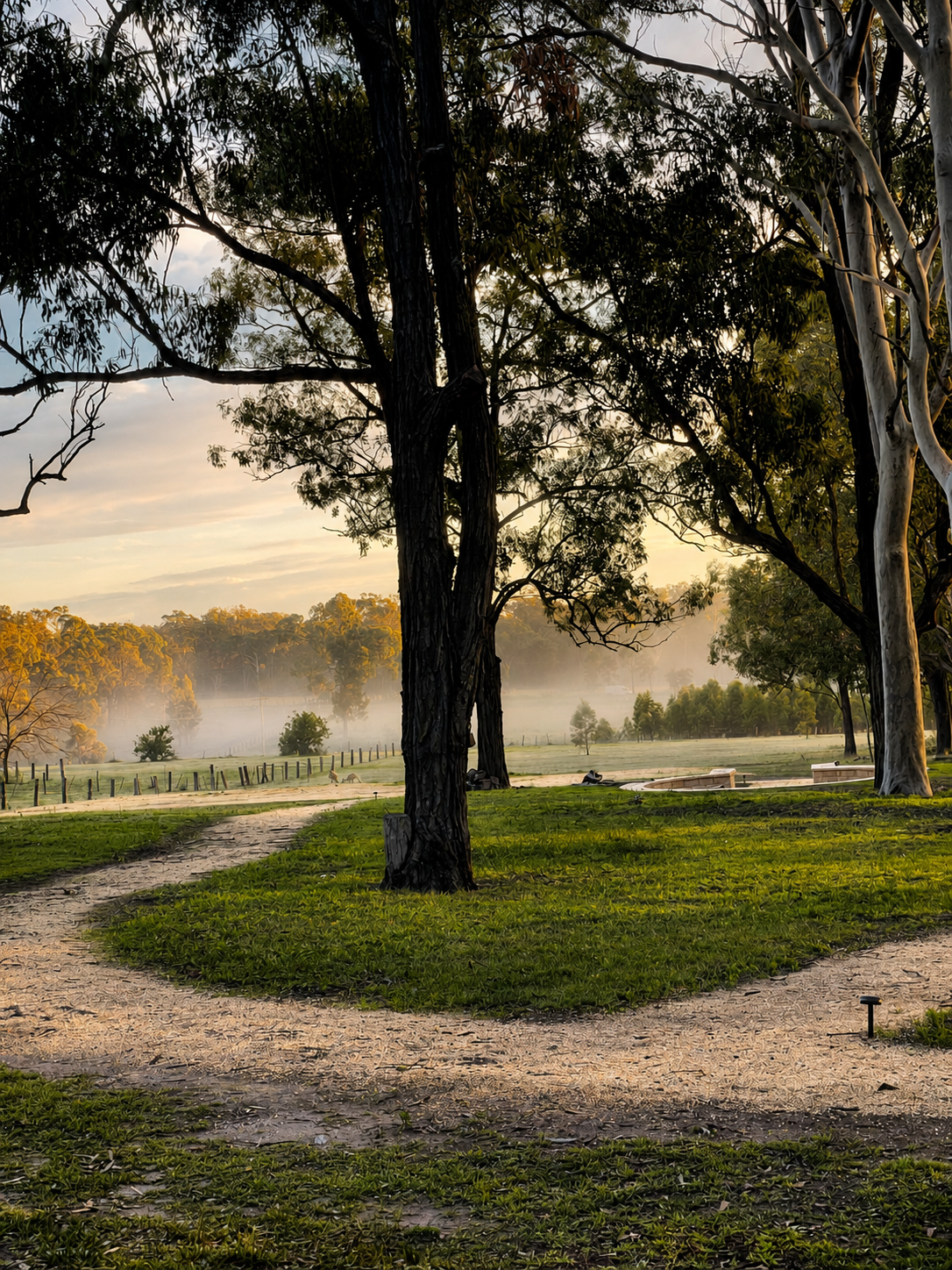 Mist over the paddock paths at dawn