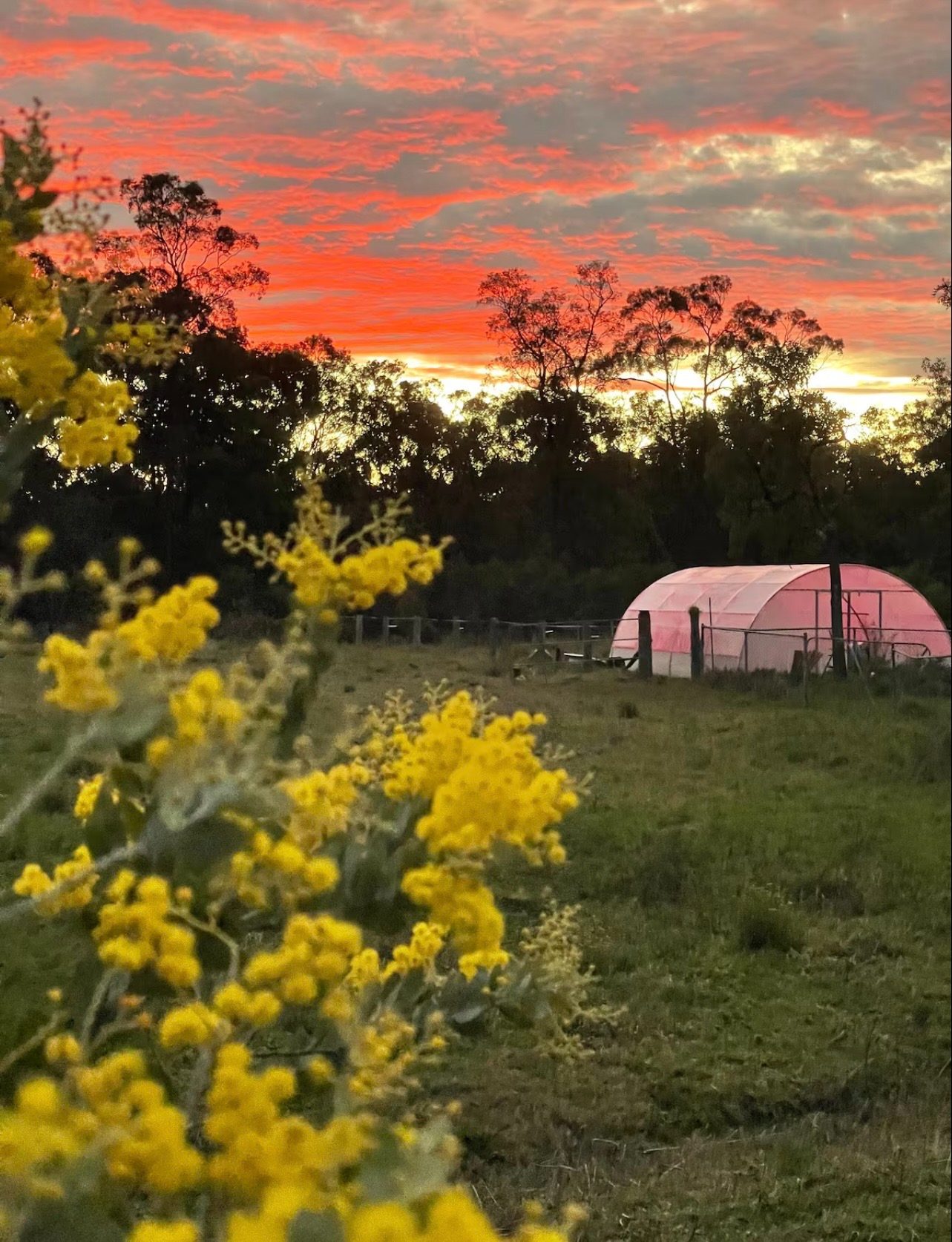Wattle in bloom across the paddock at sunset