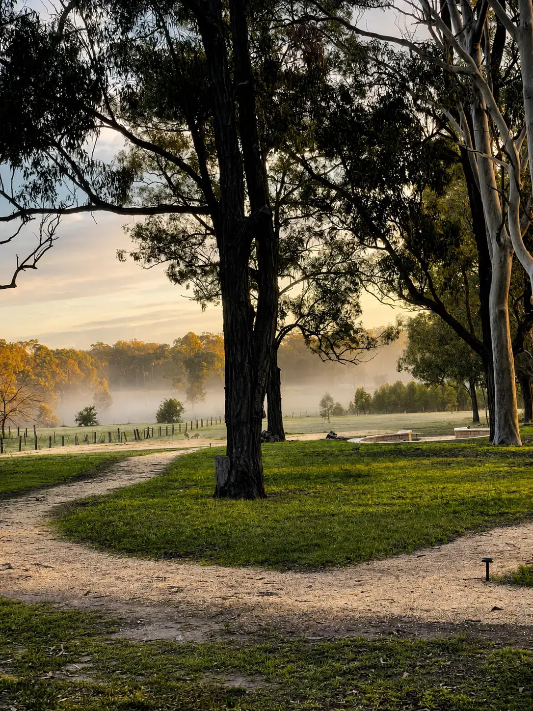 Morning mist rolling across the paddocks between towering gum trees at Adeline Estate