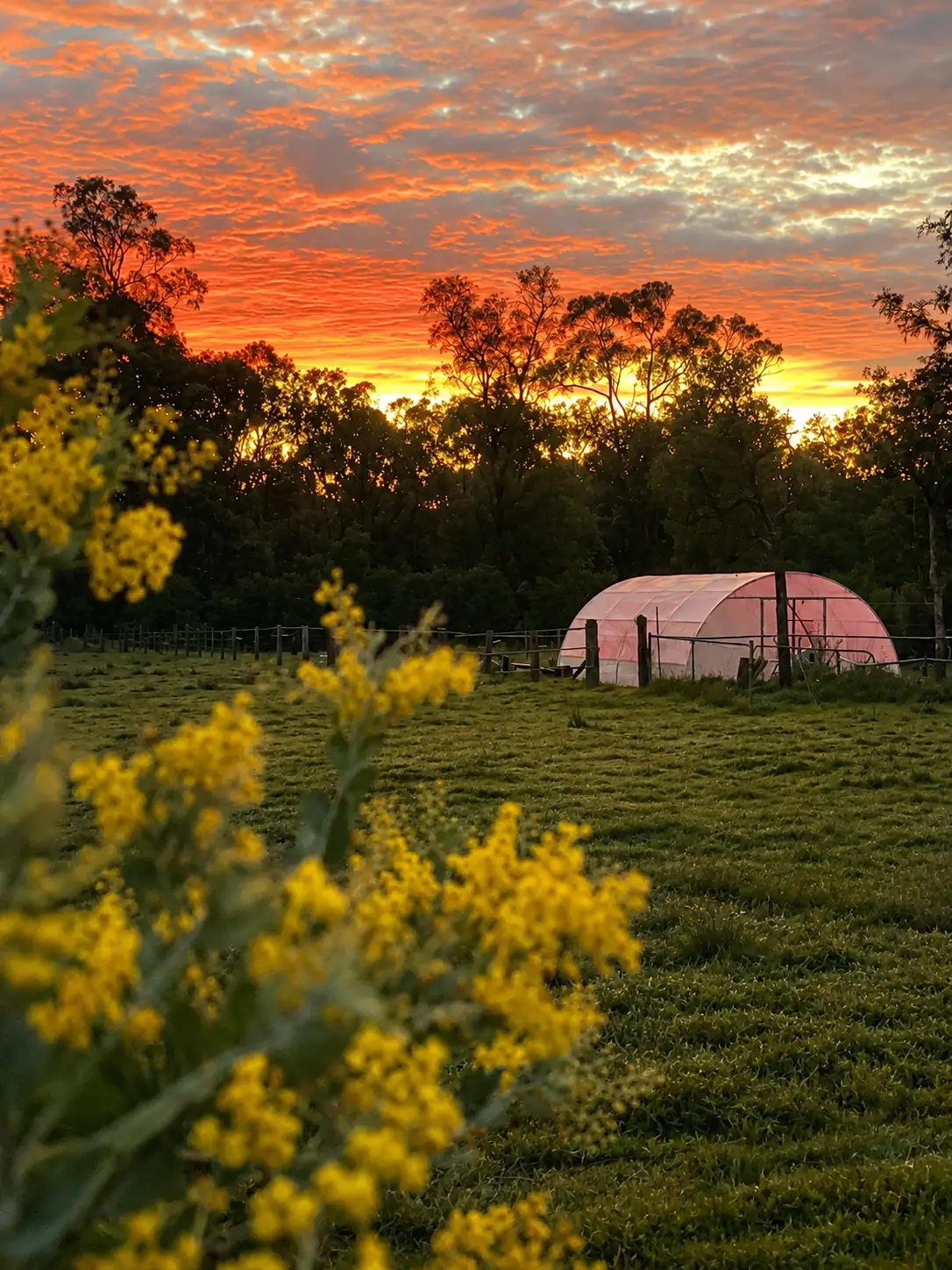 Golden wattle in flower in the foreground with a burning orange sunset over the treeline at Adeline Estate